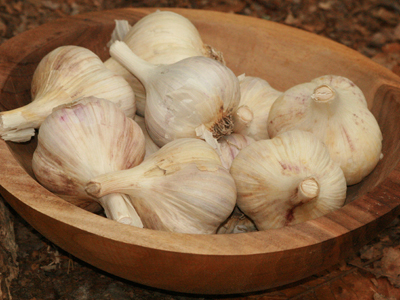 German Porcelain (Northern White) Hardneck Garlic 8 oz.