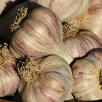 Persian Star Hardneck Garlic 8 oz.