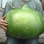 Bushel Gourd GOURD, ORNAMENTAL 3 g