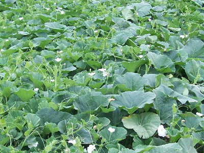 Bushel Gourd GOURD, ORNAMENTAL 3 g Bushel Gourd GOURD, ORNAMENTAL 3 g
