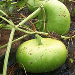 Corsica Flat GOURD, ORNAMENTAL 2 g