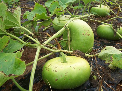 Corsica Flat GOURD, ORNAMENTAL 2 g Corsica Flat GOURD, ORNAMENTAL 2 g