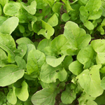 Arugula GREENS 28 g