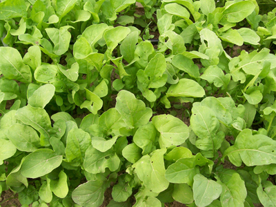 Arugula GREENS 28 g Arugula GREENS 28 g