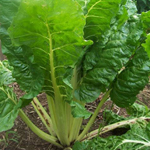 Lucullus CHARD, SWISS 4 g