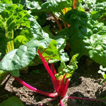 Rainbow (Five Color Silverbeet) CHARD, SWISS 4 g