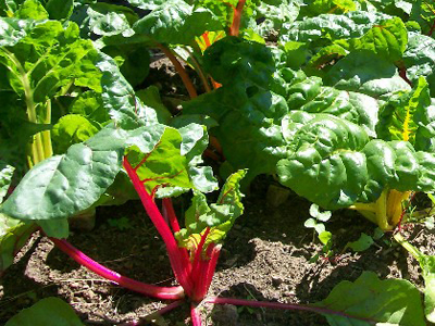 Rainbow (Five Color Silverbeet) CHARD, SWISS 28 g