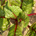 Ruby Red (Rhubarb Chard) CHARD, SWISS 28 g