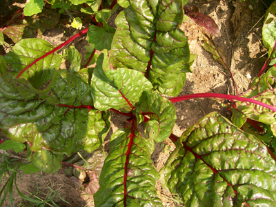 Ruby Red (Rhubarb Chard) CHARD, SWISS 28 g