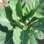 Georgia Green COLLARDS 2 g Georgia Green COLLARDS 2 g