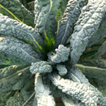 Lacinato (Dinosaur) KALE 2 g