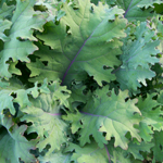 Red Russian KALE 28 g
