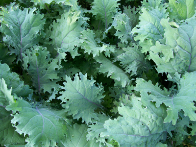 Red Russian KALE 2 g Red Russian KALE 2 g