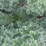 Vates KALE 2 g Vates KALE 2 g