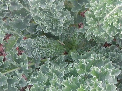 Vates KALE 2 g Vates KALE 2 g