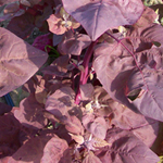 Magenta Magic ORACH 0.5 g