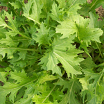 Mizuna, Early MUSTARD 2 g
