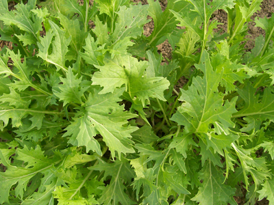 Mizuna, Early MUSTARD 2 g Mizuna, Early MUSTARD 2 g