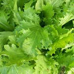 Old Fashioned Ragged Edge MUSTARD 2 g