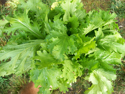 Old Fashioned Ragged Edge MUSTARD 2 g Old Fashioned Ragged Edge MUSTARD 2 g