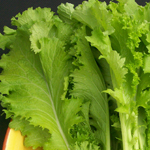Southern Giant Curled MUSTARD 2 g