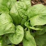 Bloomsdale SPINACH 5 g