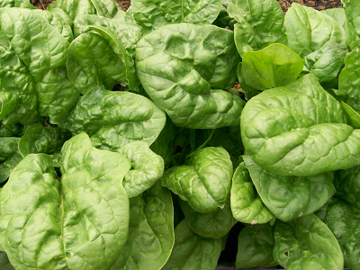 Long Standing Bloomsdale SPINACH 28 g Long Standing Bloomsdale SPINACH 28 g