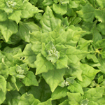 New Zealand SPINACH, SUMMER 6 g