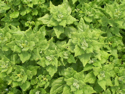 New Zealand SPINACH, SUMMER 6 g New Zealand SPINACH, SUMMER 6 g