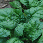 Winter Bloomsdale SPINACH 28 g