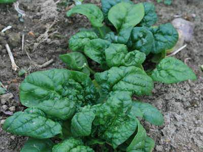 Winter Bloomsdale SPINACH 28 g Winter Bloomsdale SPINACH 28 g