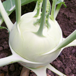 Gigant Winter KOHLRABI 4 g