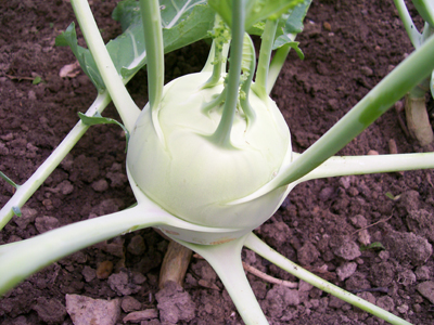 Gigant Winter KOHLRABI 4 g
