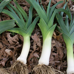 American Flag (Broad London) LEEK 3 g