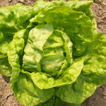 Tennis Ball LETTUCE, BATAVIAN/CRISPHEAD 0.5 g