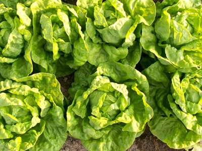 Tennis Ball LETTUCE, BATAVIAN/CRISPHEAD 0.5 g