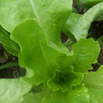 Buttercrunch LETTUCE, BIBB (BUTTERHEAD) 0.5 g