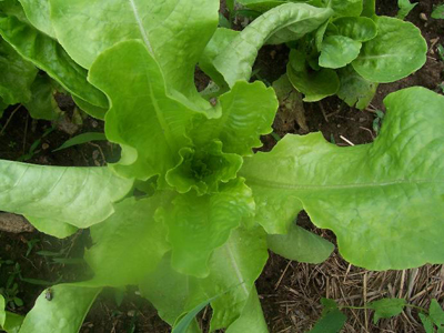 Buttercrunch LETTUCE, BIBB (BUTTERHEAD) 0.5 g Buttercrunch LETTUCE, BIBB (BUTTERHEAD) 0.5 g