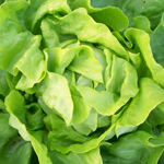 Capitan LETTUCE, BIBB (BUTTERHEAD) 0.5 g
