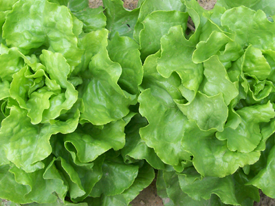 Capitan LETTUCE, BIBB (BUTTERHEAD) 0.5 g