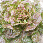Speckled Bibb LETTUCE, BIBB (BUTTERHEAD) 0.5 g