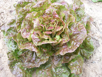 Speckled Bibb Bibb (Butterhead) Lettuce 7 g Speckled Bibb Bibb (Butterhead) Lettuce 7 g