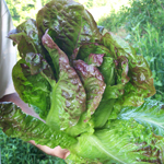 Susan's Red Bibb LETTUCE, BIBB (BUTTERHEAD) 0.5 g