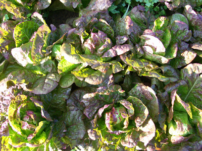 Susan's Red Bibb LETTUCE, BIBB (BUTTERHEAD) 0.5 g