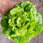 Tom Thumb LETTUCE, BIBB (BUTTERHEAD) 0.5 g