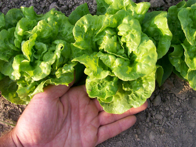 Tom Thumb LETTUCE, BIBB (BUTTERHEAD) 0.5 g