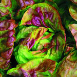 Yugoslavian Red Butterhead LETTUCE, BIBB (BUTTERHEAD) 0.5 g