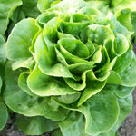 Winter Density LETTUCE, BUTTERCOS 0.5 g Winter Density LETTUCE, BUTTERCOS 0.5 g