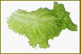 Australian Yellow [leaf] LETTUCE, LOOSELEAF 0.5 g