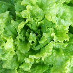 Black-Seeded Simpson LETTUCE, LOOSELEAF 7 g